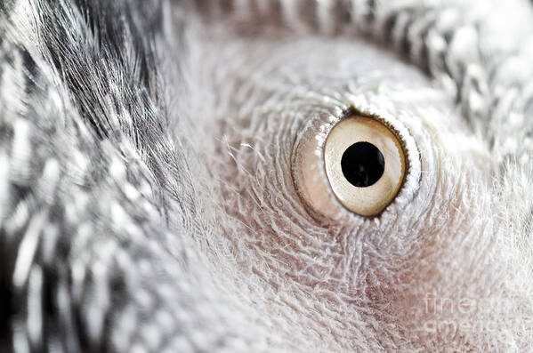 Coco Art Print featuring the photograph Coc-s Eye by PatriZio M Busnel