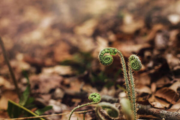 Fern Art Print featuring the photograph Coiled Fern Among Leaves on Forest Floor by Amber Flowers
