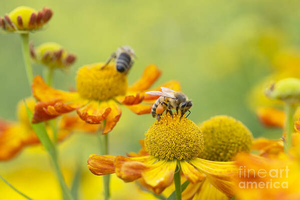 Honey Bee Art Print featuring the photograph Collecting Nectar by Tim Gainey
