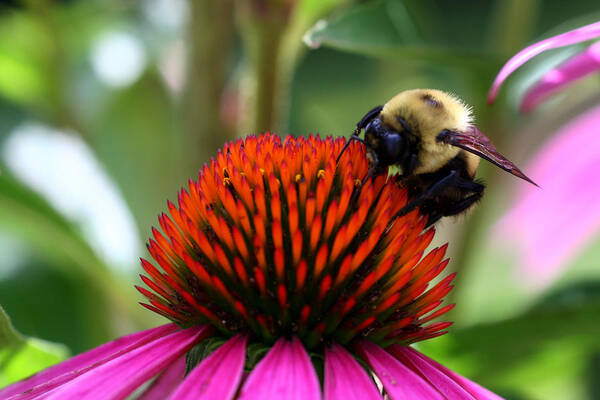 Cone Flower Art Print featuring the photograph Collector by Doug Norkum