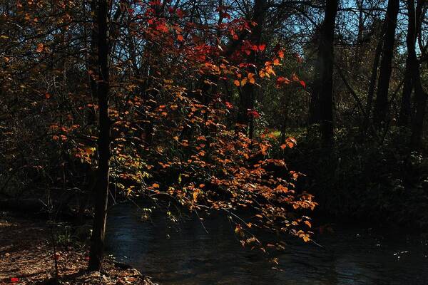 Fall Art Print featuring the photograph Color by Annalise Manning