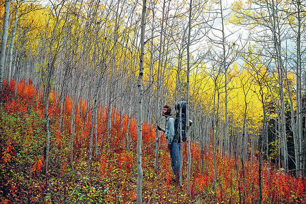 The Walkers Art Print featuring the photograph Color Fall by The Walkers