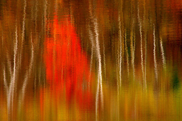 Reflection Art Print featuring the photograph Color Reflections by Denise Bush
