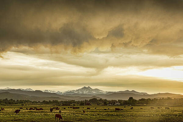 Severe Art Print featuring the photograph Colorado Grazing by James BO Insogna