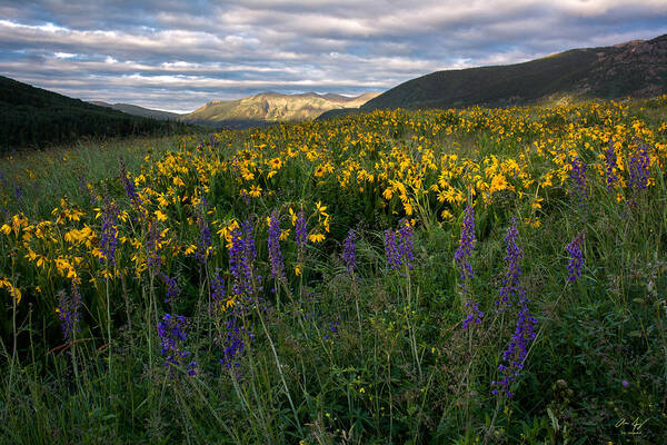 Colorado Art Print featuring the photograph Colorado Wildflower Sunrise by Aaron Spong