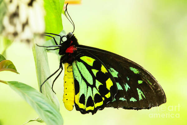 Bird Wing Art Print featuring the photograph Colorful Bird Wing Butterfly by Sabrina L Ryan