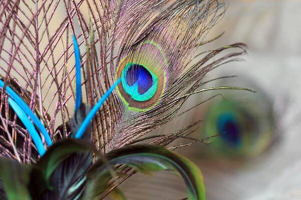Peacock Feathers Art Print featuring the photograph Colorful Feathers by Angela Murdock