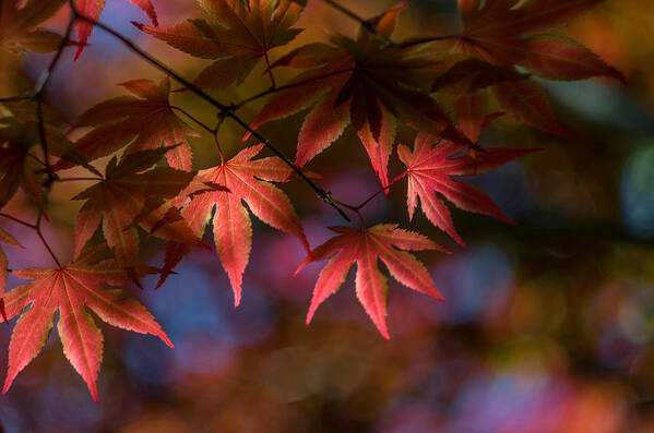 K-30 Art Print featuring the photograph Colorful Japanese Maple by Lori Coleman
