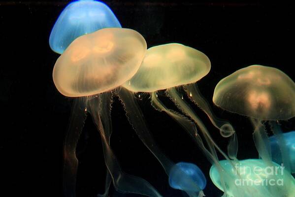 Jellytish Art Print featuring the photograph Colorful Jellyfish by Robert Wilder Jr