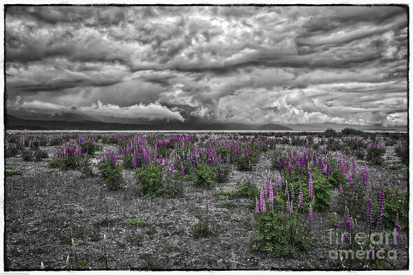 Lupine And Log Art Print featuring the photograph Colorful Spring by Mitch Shindelbower