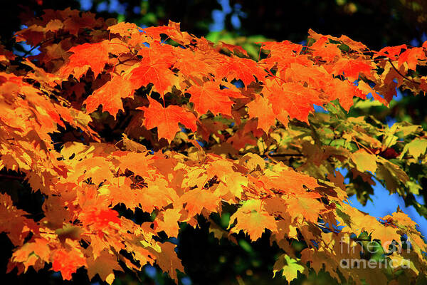 Michigan Art Print featuring the photograph Colors of the Autumn by Rich S