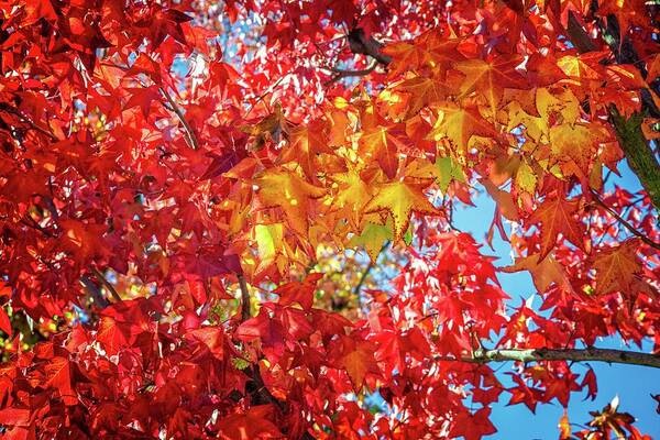 Leaves Art Print featuring the photograph Colors of the Season by Lynn Bauer
