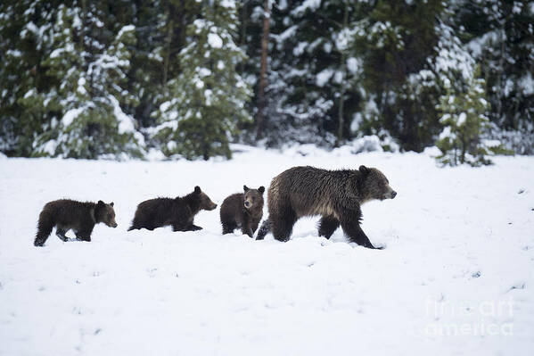 Bears Art Print featuring the photograph Come Along - Grizzly Family by Sandra Bronstein