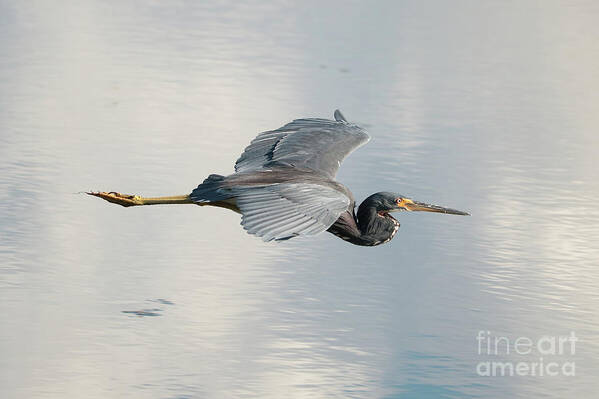 Tricolored Heron Art Print featuring the photograph Come Soar with Me Tricolored Heron by Carol Groenen