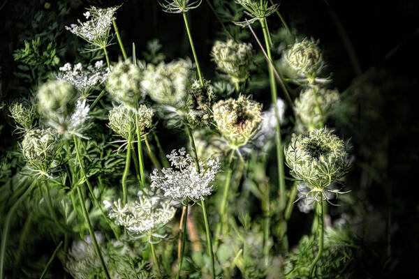 Queen Anne's Lace Art Print featuring the photograph Coming and Going - by Julie Weber