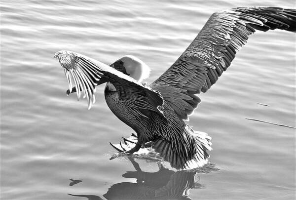 Pelican Art Print featuring the photograph Coming In... by Bonnes Eyes Fine Art Photography