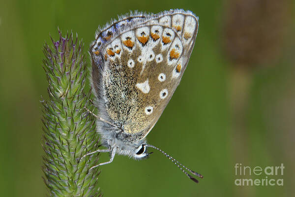 Butterfly Art Print featuring the photograph Common Blue Butterfly by Martyn Arnold