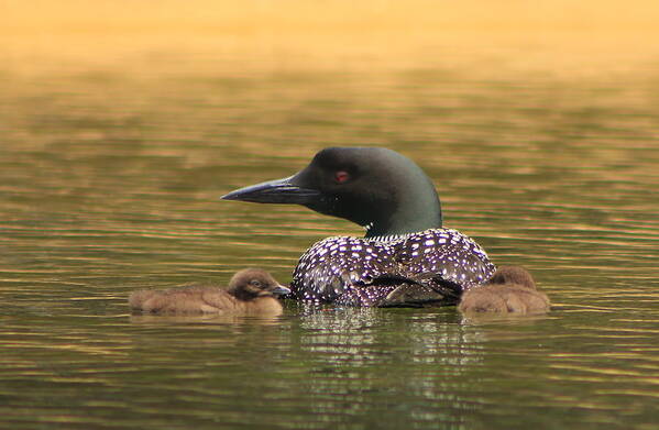 Wildlife Art Print featuring the photograph Common Loon and Chicks by John Burk