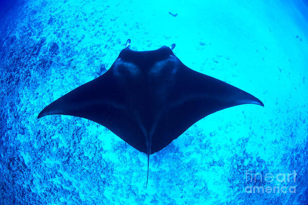 Above Art Print featuring the photograph Common Manta Ray by Dave Fleetham - Printscapes