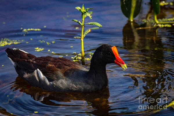 Nature Art Print featuring the photograph Common Moorhen by George Kenhan