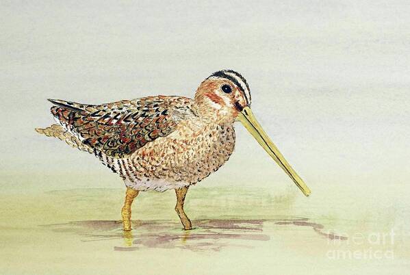 Snipe Art Print featuring the painting Common Snipe Wading by Thom Glace