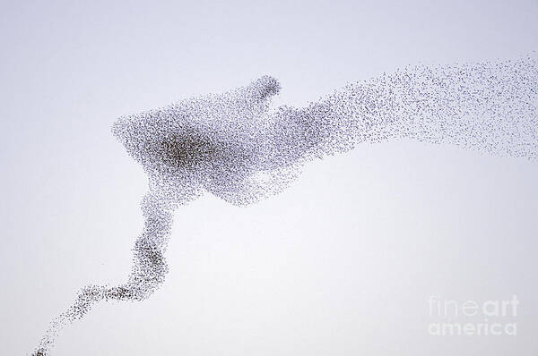 Mp Art Print featuring the photograph Common Starling Flock by Marcel Van Kammen