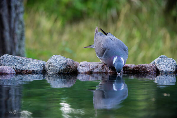 Common Wood Pigeon Art Print featuring the photograph Common Wood Pigeon drinking at the waterhole from the front by Torbjorn Swenelius