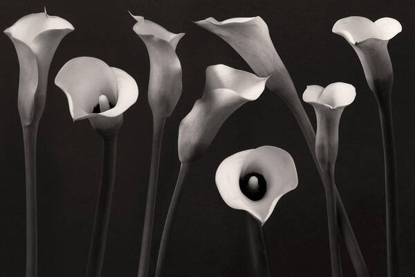 Calla Lily Art Print featuring the photograph Composition With Calla Lily by Floriana Barbu