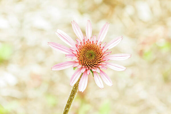 Jay Stockhaus Art Print featuring the photograph Cone Flower by Jay Stockhaus