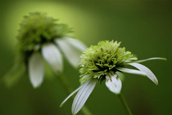 Green Art Print featuring the photograph Coneflowers by Karen Smale