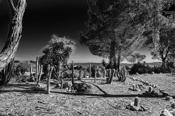 Conejo Botanical Gardens Cactus Black White Surreal Prickly Pear Tree Desert Art Print featuring the photograph Conejo Cactus by Ross Henton
