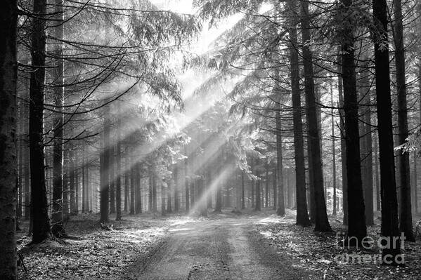 Black And White Art Print featuring the photograph Conifer Forest In Fog by Michal Boubin