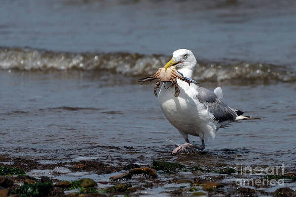 Laughing Gull Art Print featuring the photograph Conquering warrior by Sam Rino