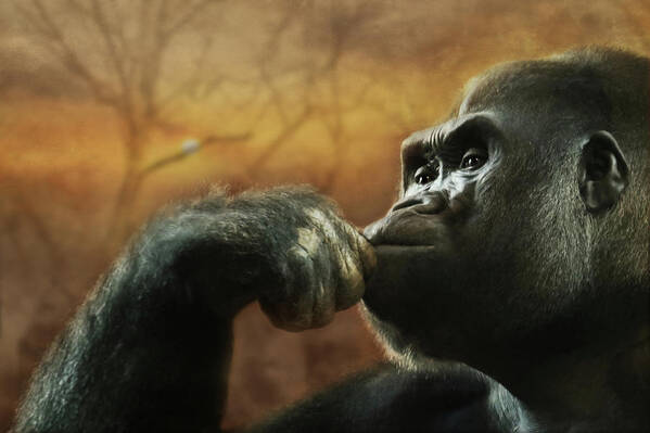 Gorilla Art Print featuring the photograph Contemplation by Lori Deiter
