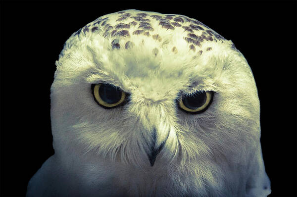 Owl Art Print featuring the photograph Cool by Mike Stephens