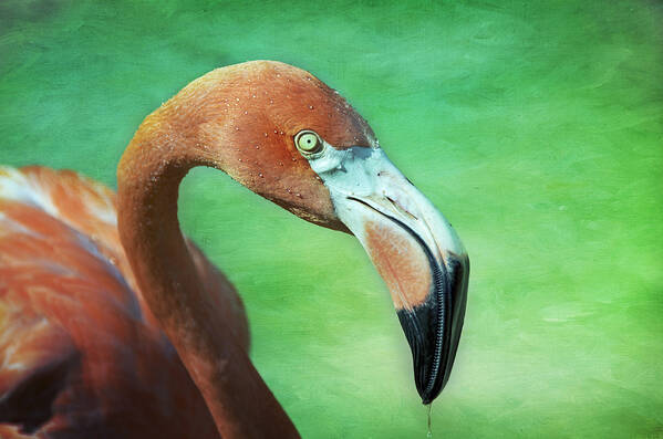 Flamingo Art Print featuring the photograph Cooling Off by Steven Michael