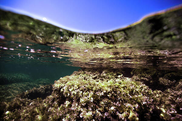 Underwater Art Print featuring the photograph Coral Beauty by Gemma Silvestre