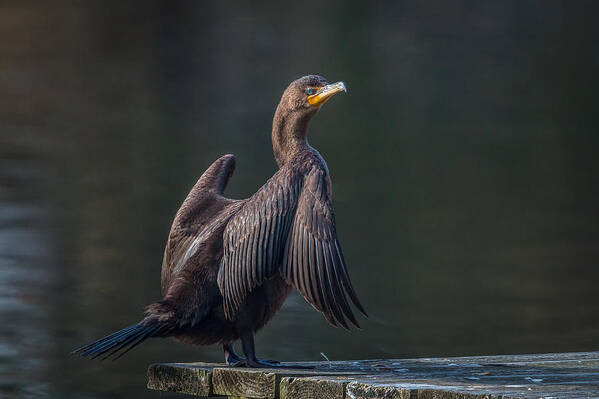 Cormorant Art Print featuring the photograph Cormorant by Kevin Giannini