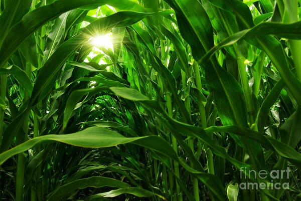Agriculture Art Print featuring the photograph Corn Field by Carlos Caetano
