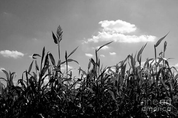 Photo For Sale Art Print featuring the photograph Cornfield in Black and White by Robert Wilder Jr