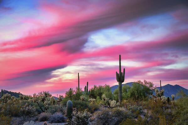 Saguaro Sunset Art Print featuring the photograph Cotton Candy Skies by Saija Lehtonen