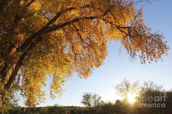 Cottonwood Art Print featuring the photograph Cottonwood Sunset by Suzanne Oesterling