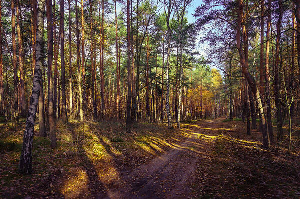 Poland Art Print featuring the photograph Country Road through the Forest by Dmytro Korol