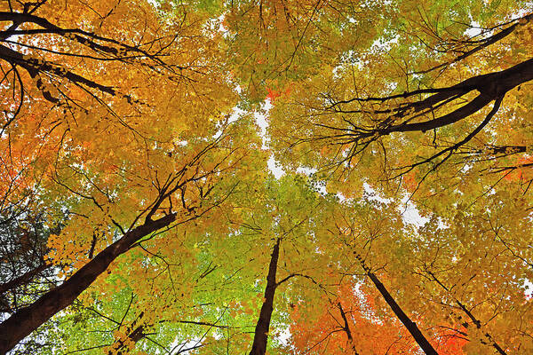 Maple Art Print featuring the photograph Cover Up by Tony Beck