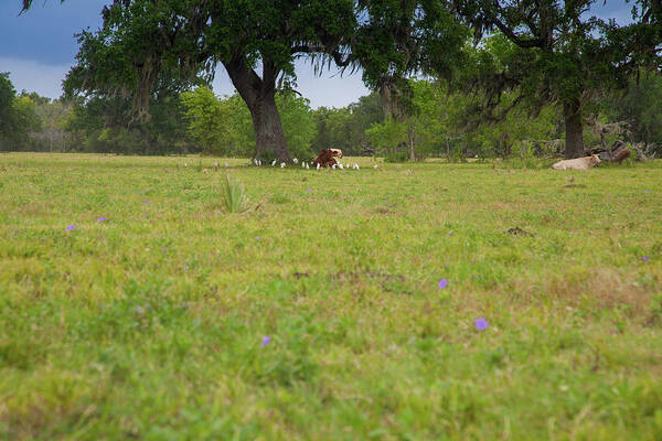 Cows Art Print featuring the photograph Cow Surrounded by her Fans by Judy Wright Lott