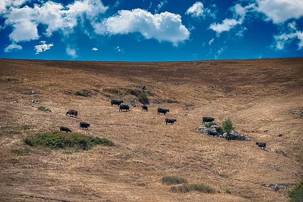 California Art Print featuring the photograph Cowboy Country by Patrick Boening