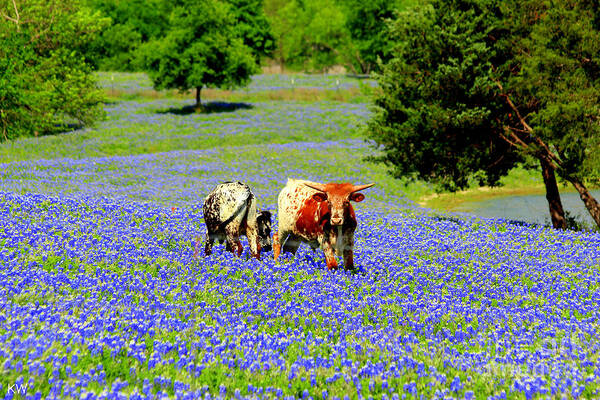 Cows Art Print featuring the photograph Cows in Texas Bluebonnets by Kathy White