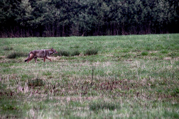 Coyote Art Print featuring the photograph Coyote on the Prowl by Bruce Patrick Smith