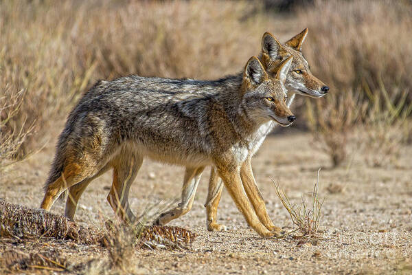 Coyote Art Print featuring the photograph Coyote Strolling by Lisa Manifold