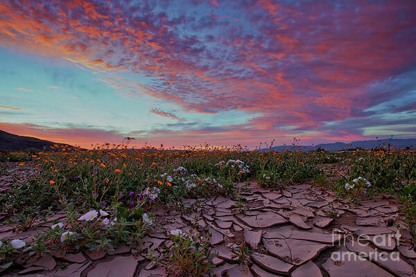 Anza Borrego State Park Art Print featuring the photograph Crack of Dawn by Sam Antonio